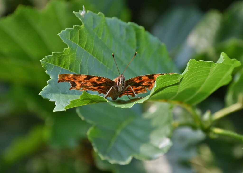 Walk: Hagg Wood Post image 1 Butterfly in Dunnington near York