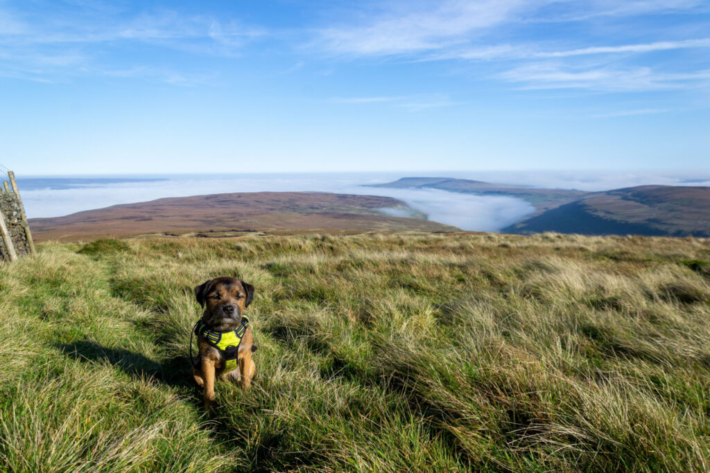 Walk: Buckden Pike Post image 2 Image name buckden pike with dog yorkshire dales the 2 image from the post Walk: Buckden Pike in Yorkshire.com.