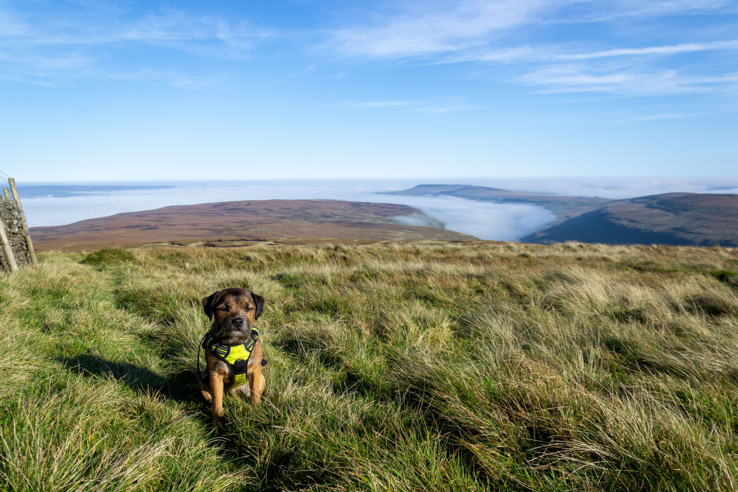 Image name buckden pike with dog yorkshire dales the 2 image from the post Best Dog Walks in the UK: Yorkshire’s Port Mulgrave Shines on Top 5 List in Yorkshire.com.