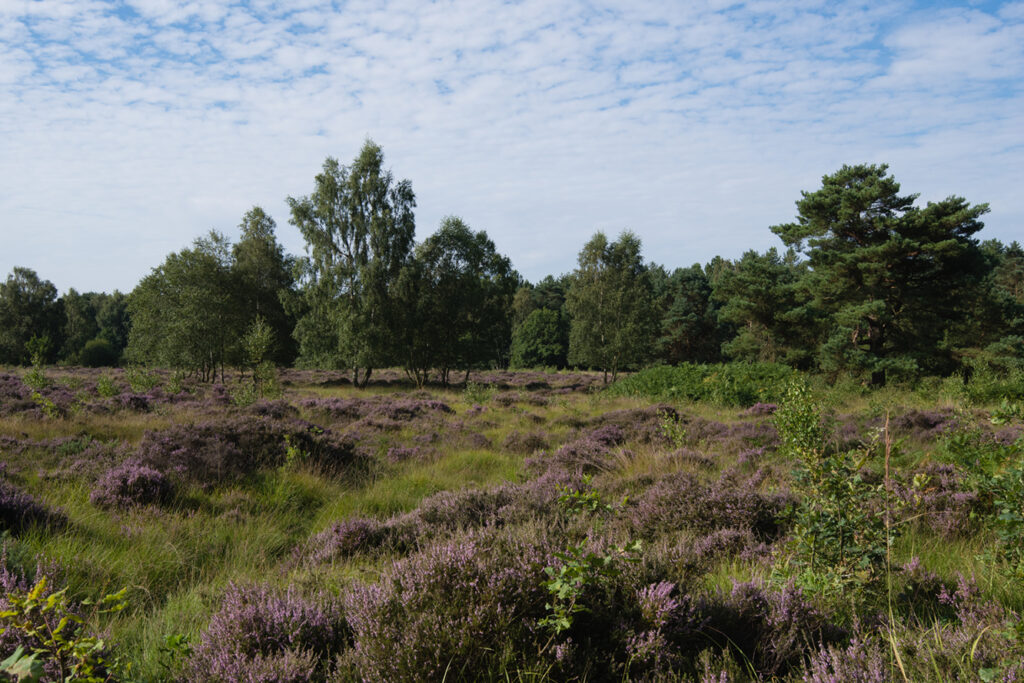 Allerthorpe Common and Waplington Post image 1 Image name allerthorpe woods near pocklington yorkshire the 1 image from the post Allerthorpe Common and Waplington in Yorkshire.com.