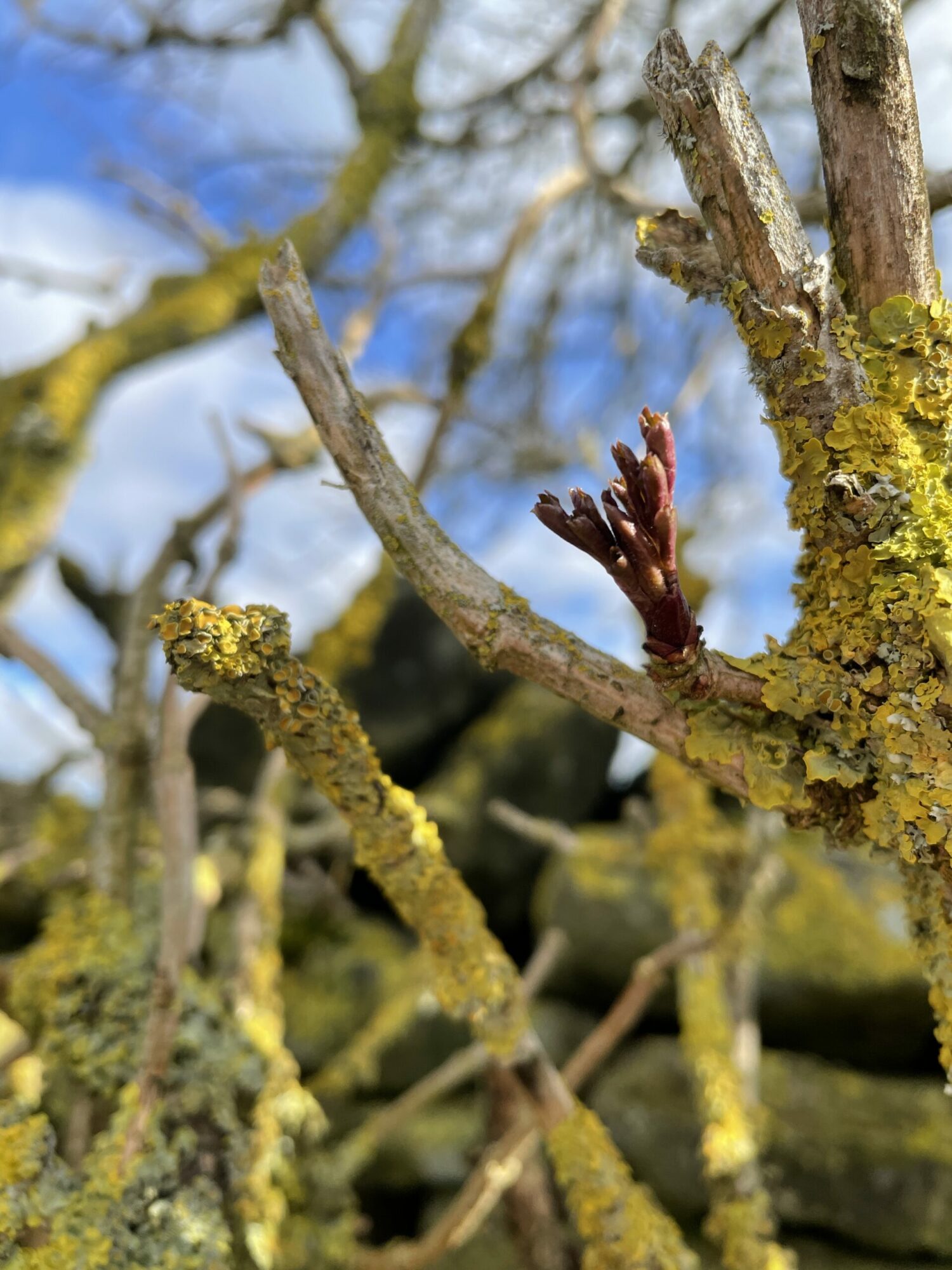 Boost your wellbeing with a 'noticing walk' Post image 3 Image name 3170FA6A 29E6 4EB1 A110 4A30DDF1F97A 1 scaled the 3 image from the post Boost your wellbeing with a 'noticing walk' in Yorkshire.com.