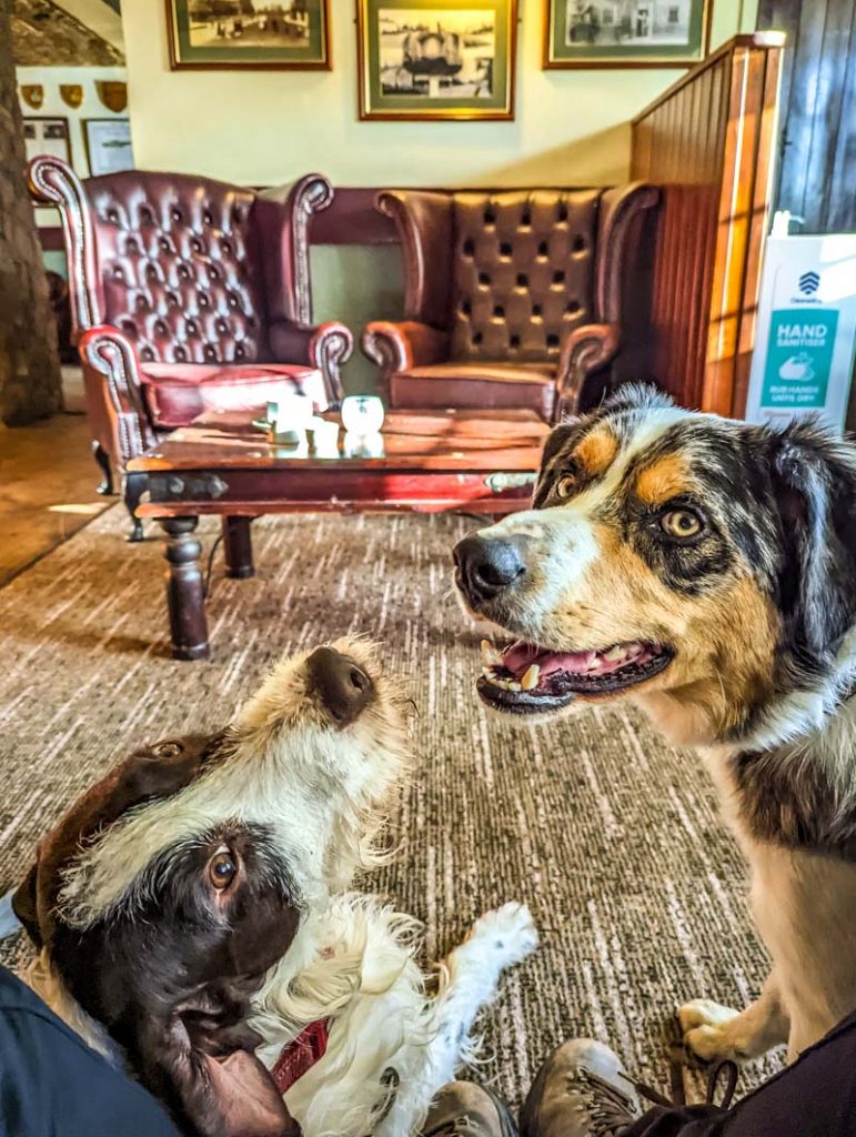 10 dog-friendly Yorkshire walks for foodies Post image 5 Image name Allerthorpe the 5 image from the post 10 dog-friendly Yorkshire walks for foodies in Yorkshire.com.