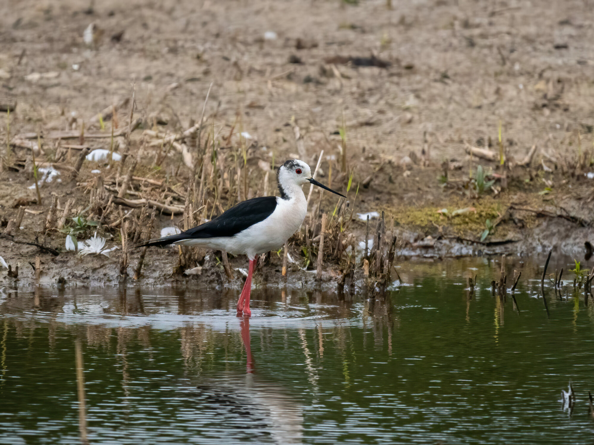 Rare black-winged stilts fledged near Doncaster Post image 1 Image name Black winged stilt 5 C Paul Paddock scaled the 1 image from the post Rare black-winged stilts fledged near Doncaster in Yorkshire.com.