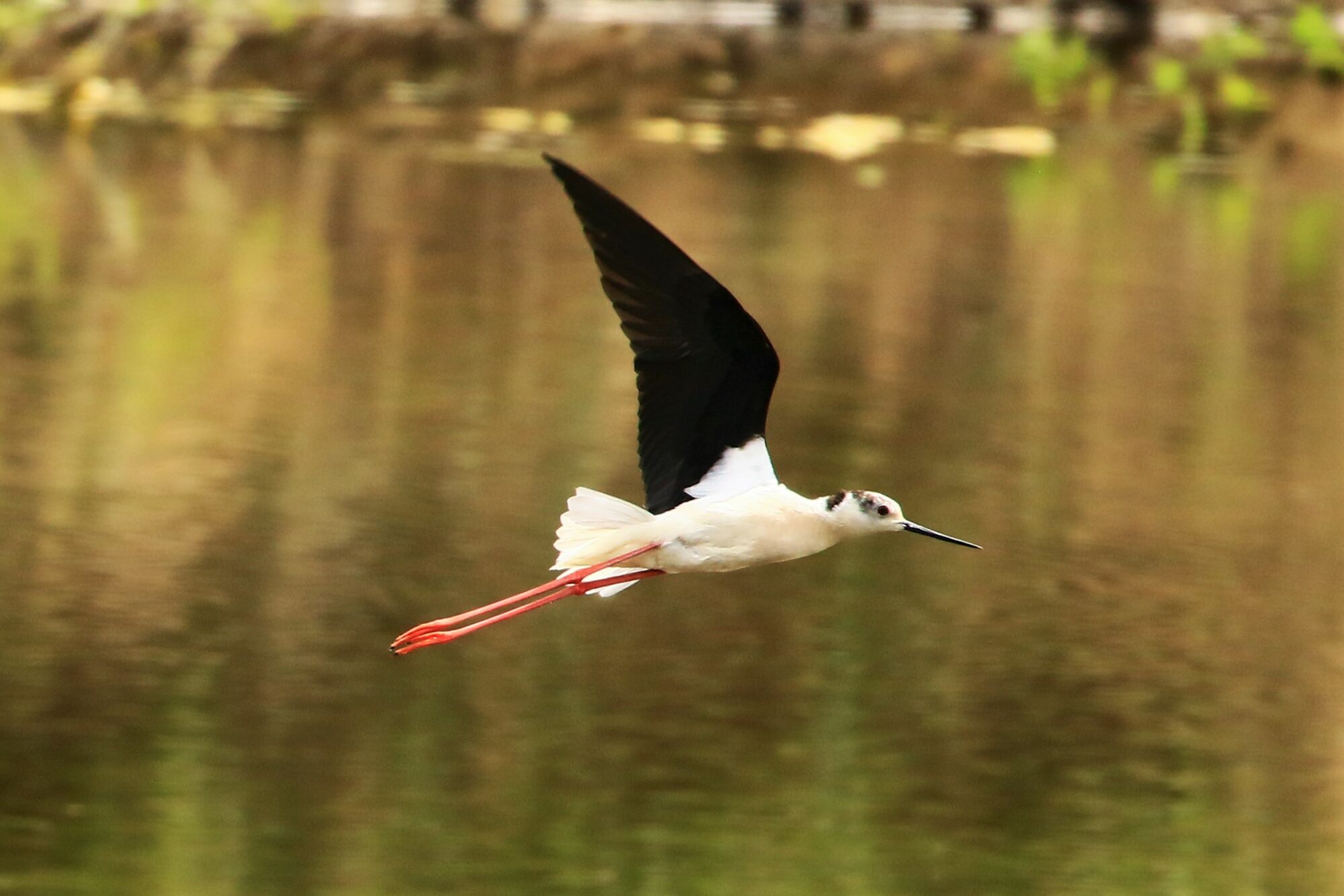 Image name Black winged stilt C Andrew Thompson the 3 image from the post Rare black-winged stilts fledged near Doncaster in Yorkshire.com.