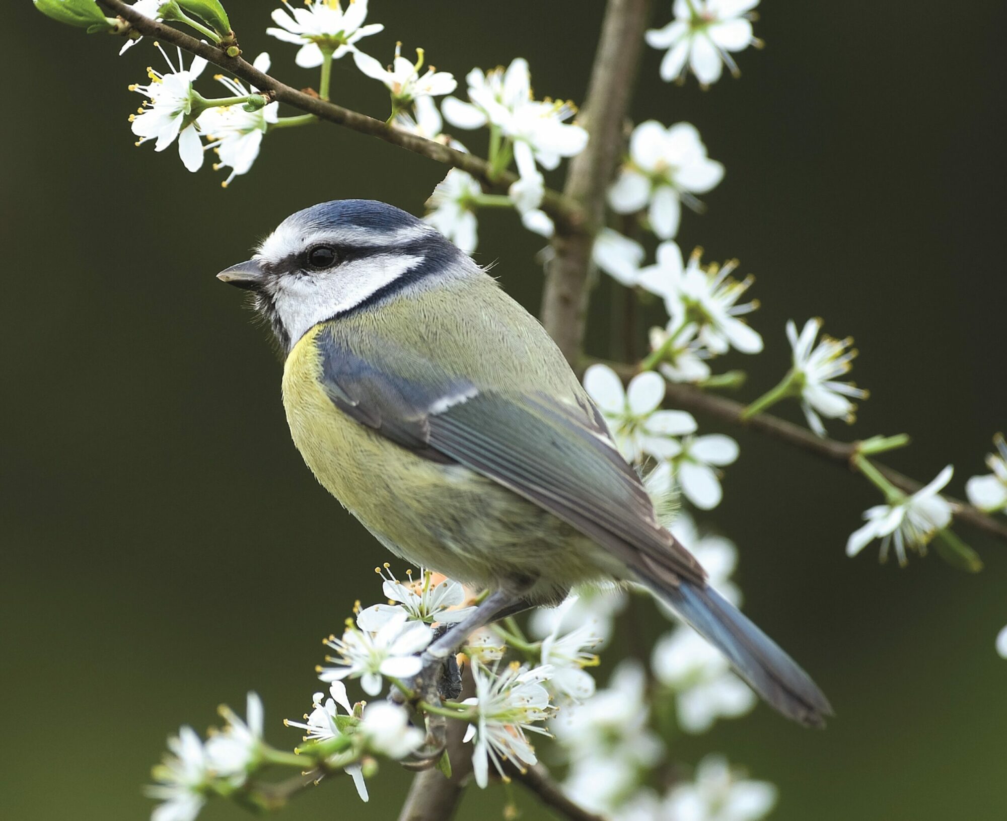 Signs of spring Post image 1 Image name Blue tit Bob Coyle scaled the 1 image from the post Signs of spring in Yorkshire.com.