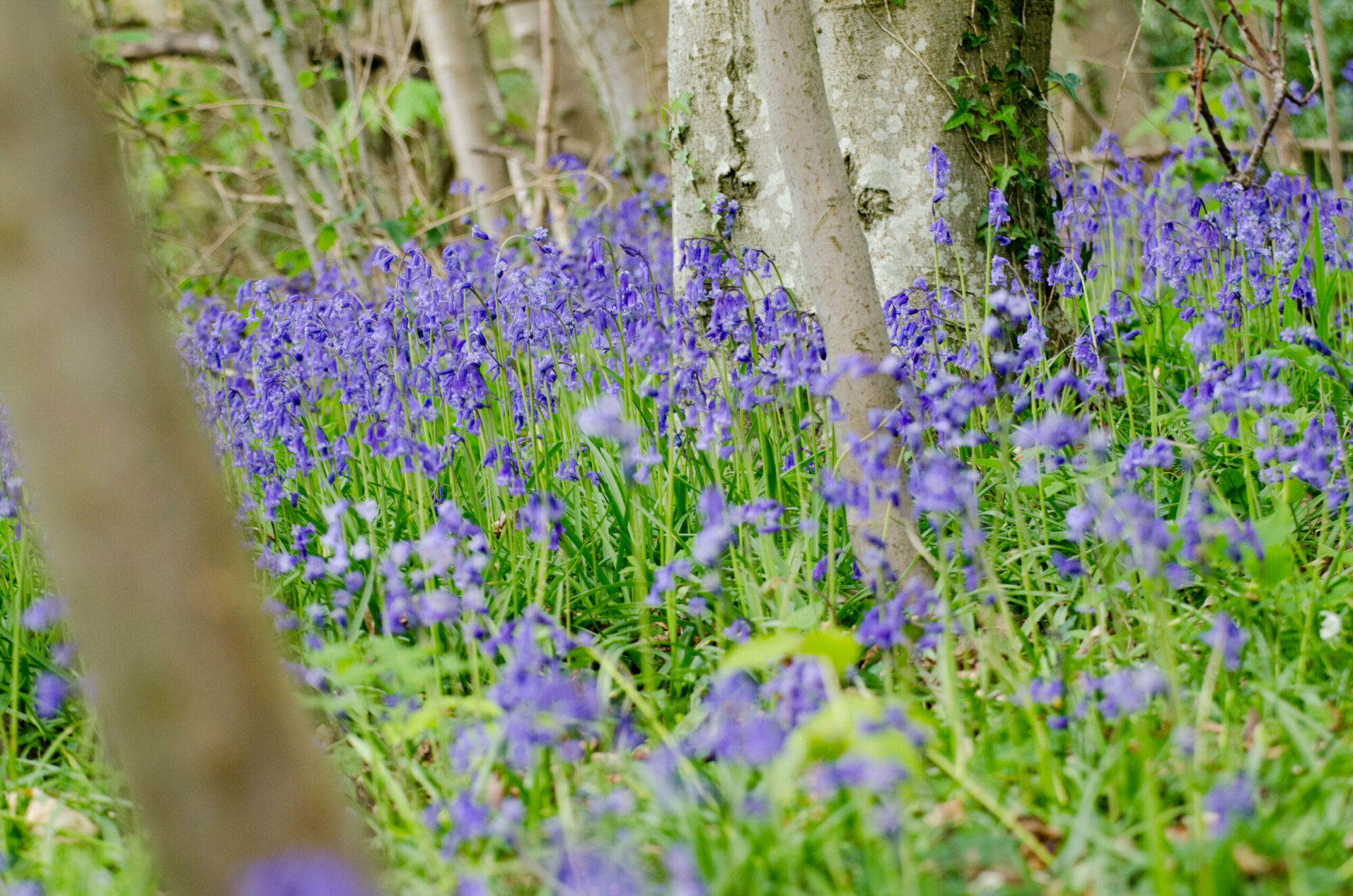 Walking, Wellbeing and Wildlife Post image 1 Image name Bluebells Josh Raper Conservation Media 5 scaled the 1 image from the post Walking, Wellbeing and Wildlife in Yorkshire.com.