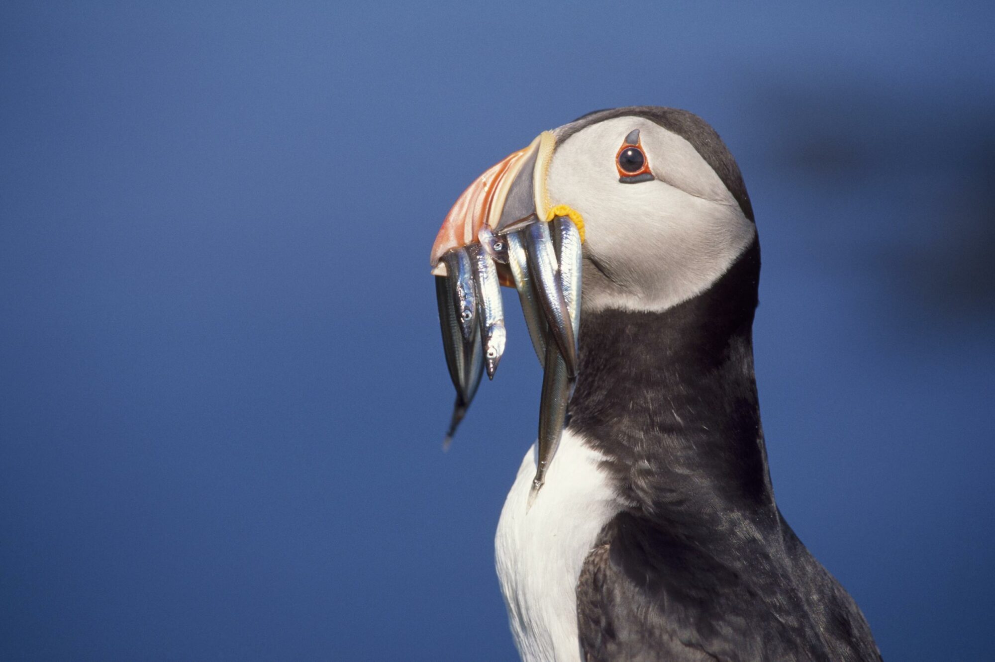Image name Celebrity puffin from WTY image library the 5 image from the post Spring Birdwatch in Yorkshire.com.