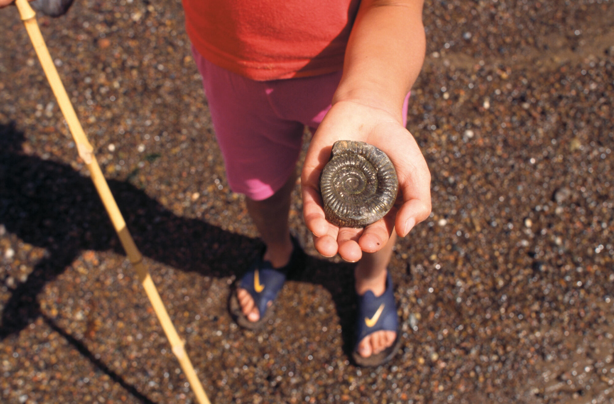The Fossil Files Post image 5 Image name Credit National Trust Images Ian Shaw and the image caption is A child holding a fossil on a beach in Yorkshire 1 scaled the 5 image from the post The Fossil Files in Yorkshire.com.