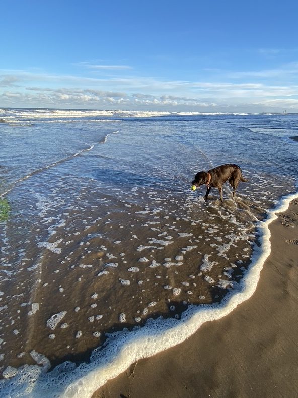 Image name DB5A95E9 044B 4009 86B2 207C826171DA 1 105 c edited the 3 image from the post Merlin the Chocolate Wizard's Sandsend Walk in Yorkshire.com.