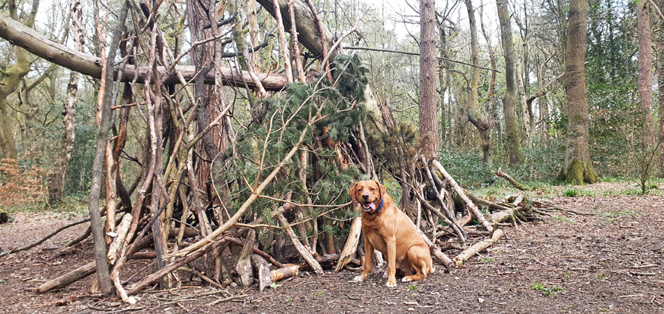Image name Dog and Woodland Shelter Ecclesall Woods the 3 image from the post Ecclesall Woods Circular Walk in Yorkshire.com.