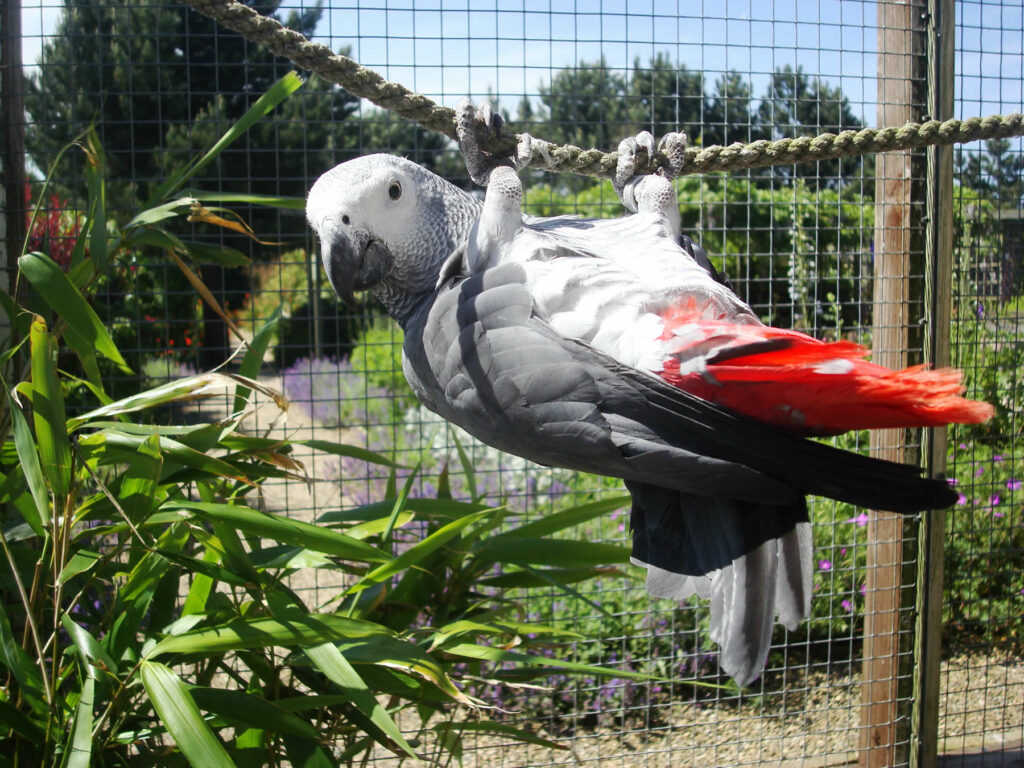 Visit Filey Bird Garden and Animal Park Visitor Attraction image 4 Image name Filey Bird Garden and Animal Park the 4 image from the post Visit Filey Bird Garden and Animal Park in Yorkshire.com.