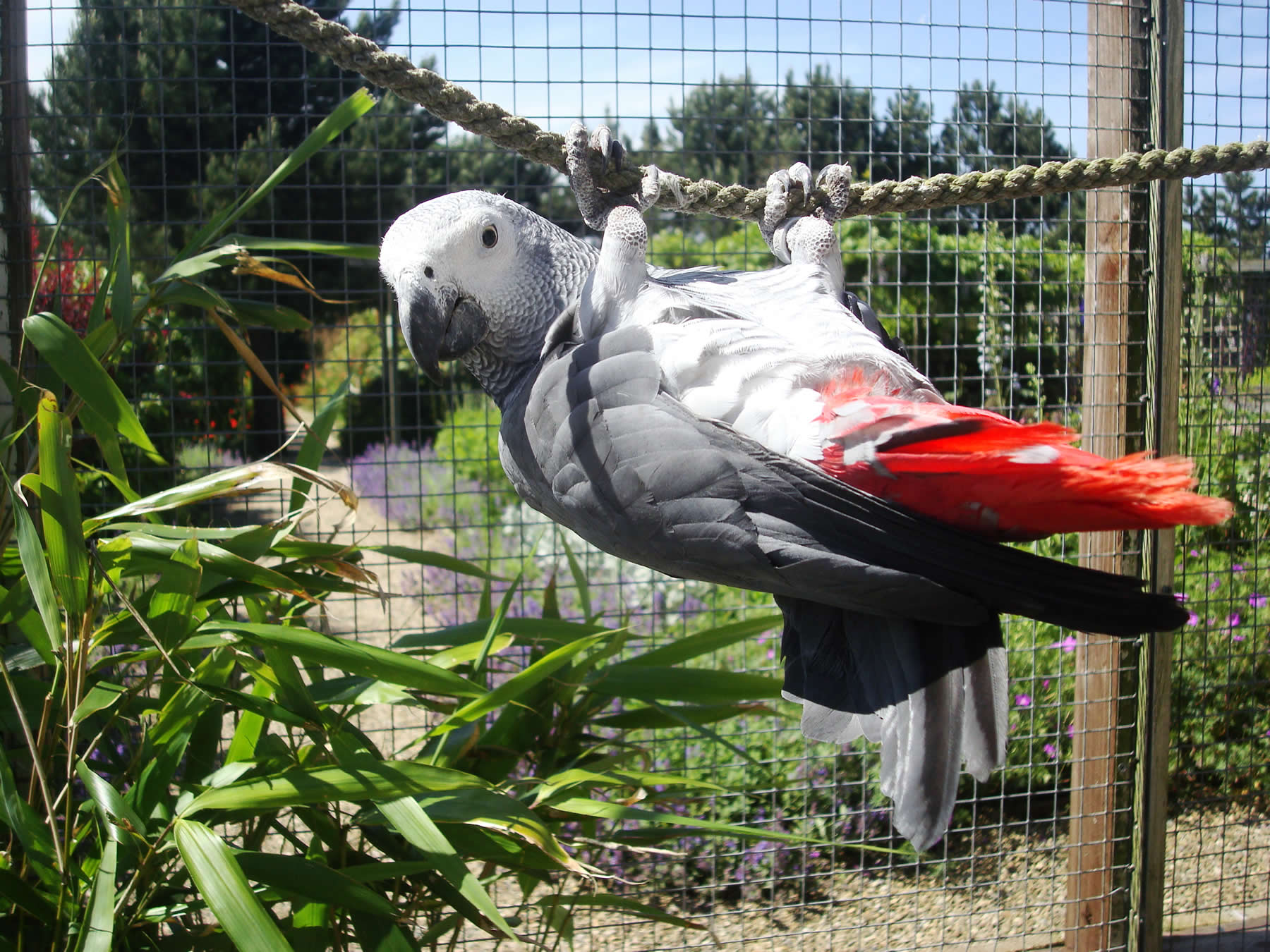 Image name Filey Bird Garden and Animal Park the 14 image from the post Visit Filey Bird Garden and Animal Park in Yorkshire.com.