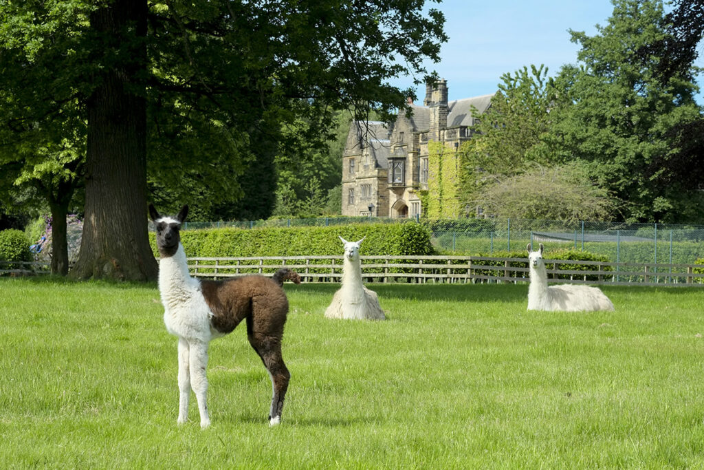 Gisborough Hall Hotel Accommodation image 6 Image name Gisborough Hall Hotel 3 the 4 image from the post Gisborough Hall Hotel in Yorkshire.com.