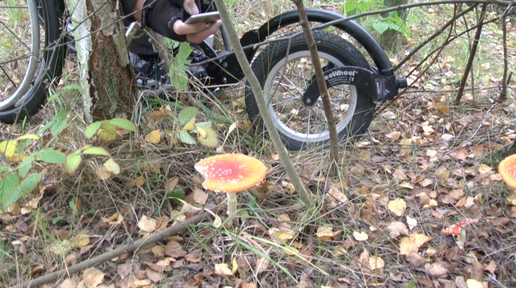 Inclusive Walks with Experience Community Post image 4 A wheelchair user taking a photo of fungi with a mobile phone.