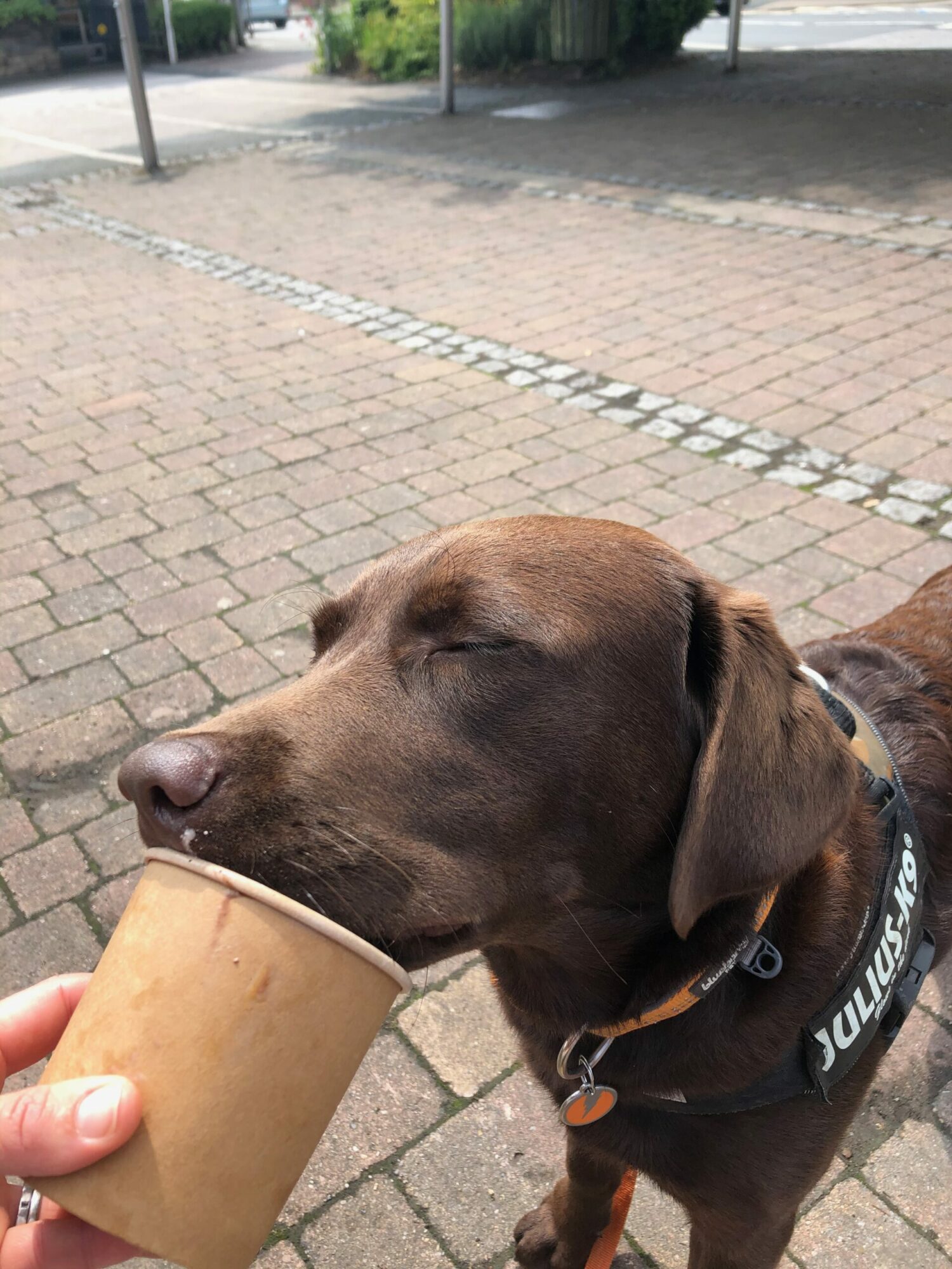 Boston Spa and the River Wharfe Post image 11 puppy eating ice cream
