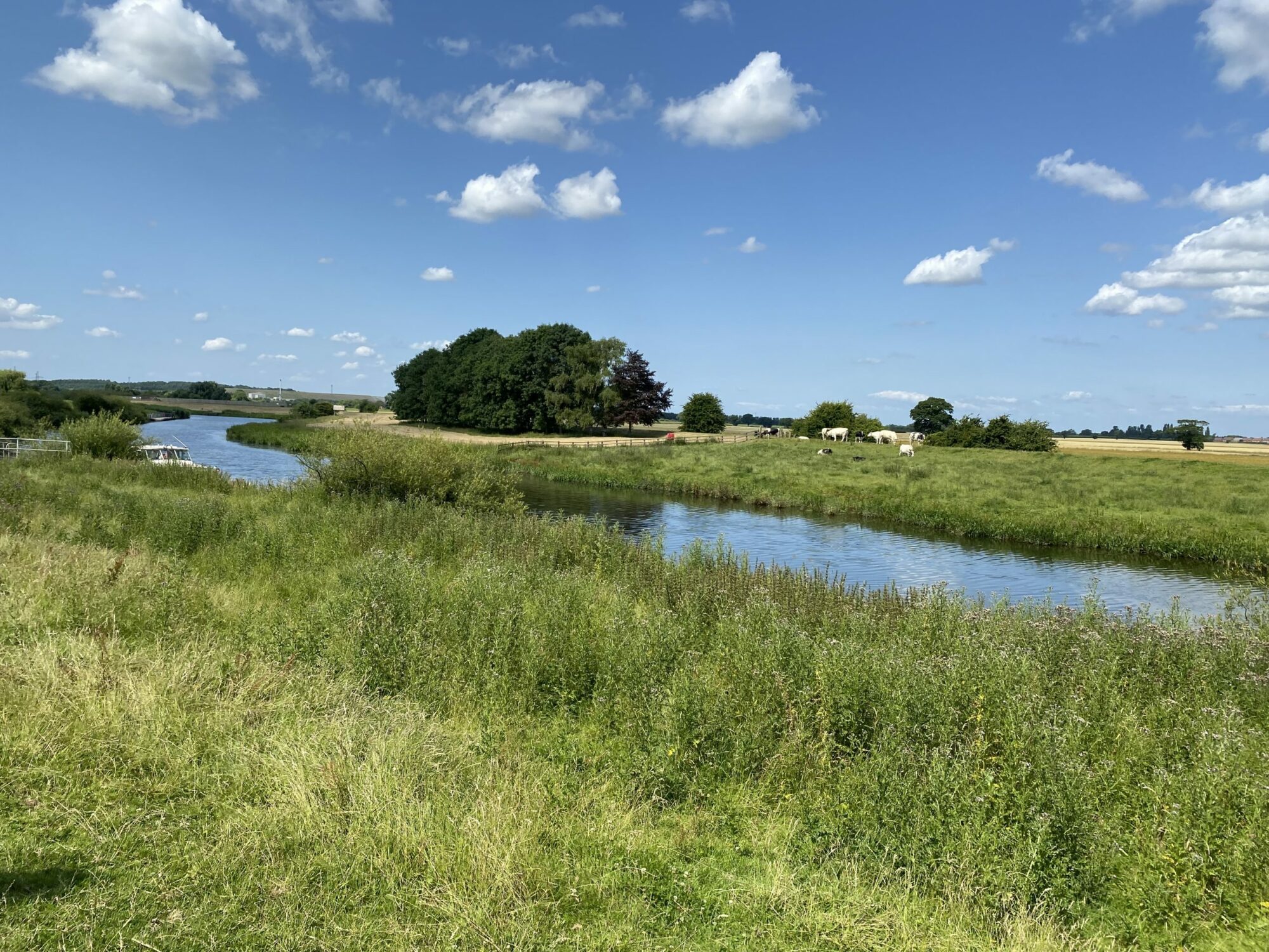 Riverside beauty at Barmby on the Marsh Page image 4 Riverside beauty at Barmby on the Marsh