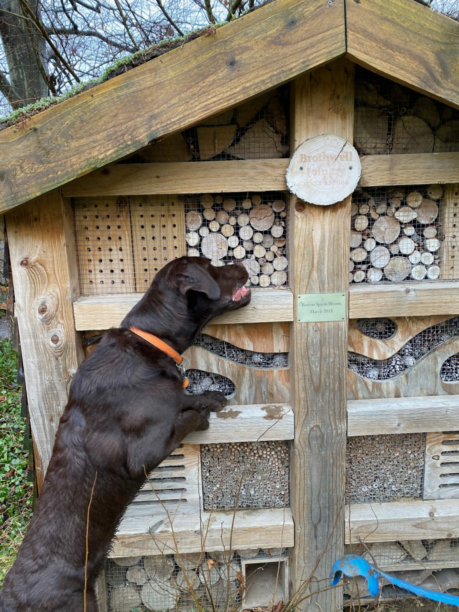 Boston Spa and the River Wharfe Post image 8 merlin the chocolate wizard