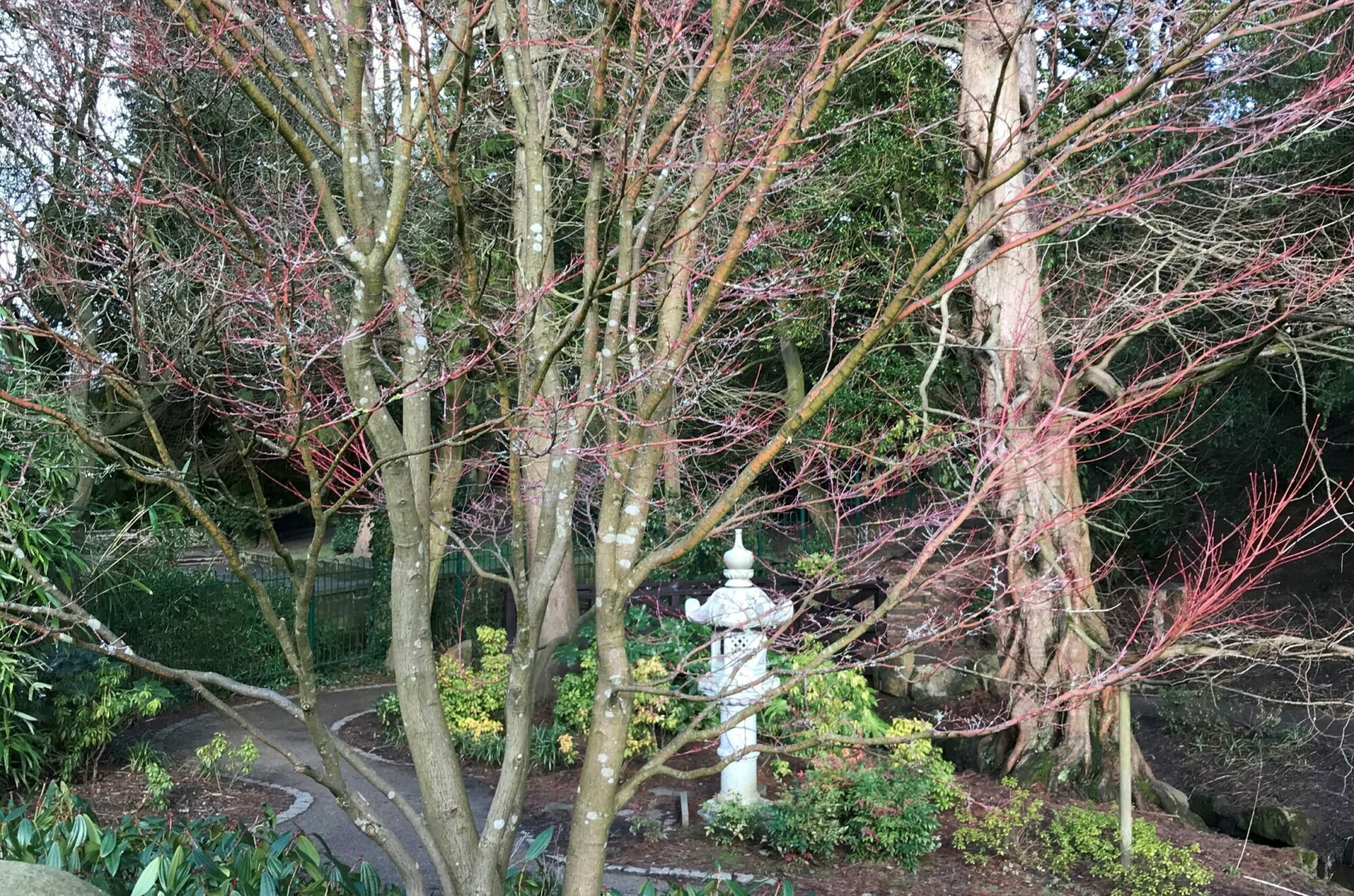 Valley Gardens, Harrogate to RHS Harlow Carr Post image 3 Japanese ornament, path and trees with red branches in a Japanese style park