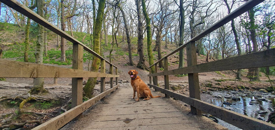 Ecclesall Woods Circular Walk Post image 2 Image name Labrador on Bridge the 2 image from the post Ecclesall Woods Circular Walk in Yorkshire.com.