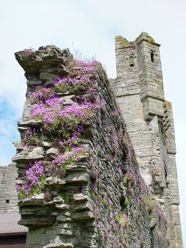 Uncovering the history of Middleham Castle with Dr Emma Wells Post image 5 Image name Middleham Castle 1 the 4 image from the post Uncovering the history of Middleham Castle with Dr Emma Wells in Yorkshire.com.