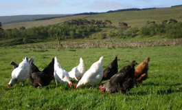 Nethergill Farm Accommodation image 7 Image name Nethergill Farm 3 the 5 image from the post Nethergill Farm in Yorkshire.com.