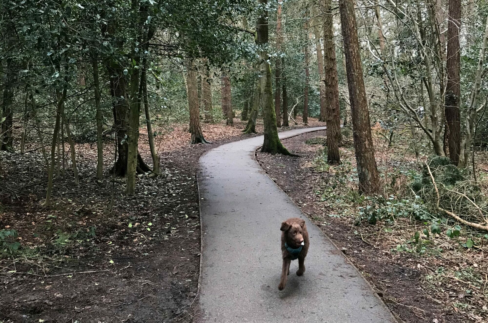 Valley Gardens, Harrogate to RHS Harlow Carr Post image 5 A small brown dog running towards the camera along a path through a woods