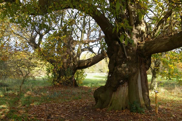 Visit The Yorkshire Arboretum Visitor Attraction image 2 Image name The Yorkshire Arboretum 3 the 2 image from the post Visit The Yorkshire Arboretum in Yorkshire.com.