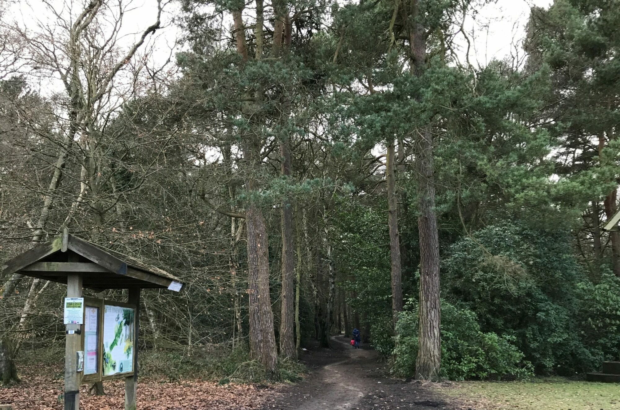 Valley Gardens, Harrogate to RHS Harlow Carr Post image 4 path leading into pine woods information board