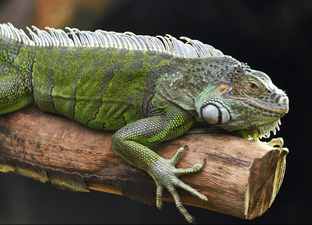 Tropical World at Roundhay Park Visitor Attraction image 4 Image name Tropical World at Roundhay Park 2 the 4 image from the post Tropical World at Roundhay Park in Yorkshire.com.