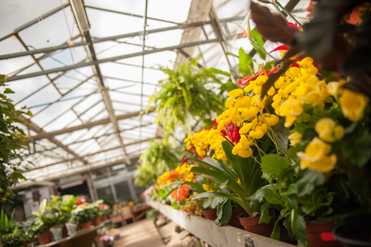 Image name Walkers Nurseries the 5 image from the post Visit Walkers Nurseries in Yorkshire.com.
