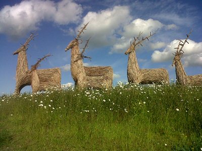 Image name Wolds Way Lavender the 1 image from the post Wolds Way Lavender in Yorkshire.com.
