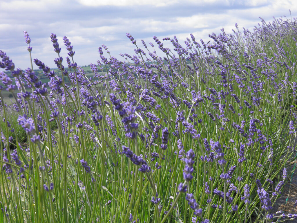 Yorkshire Lavender Visitor Attraction image 2 Image name Yorkshire Lavender 2 the 2 image from the post Yorkshire Lavender in Yorkshire.com.
