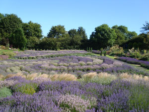 Yorkshire Lavender Visitor Attraction image 1 Image name Yorkshire Lavender 3 the 1 image from the post Yorkshire Lavender in Yorkshire.com.