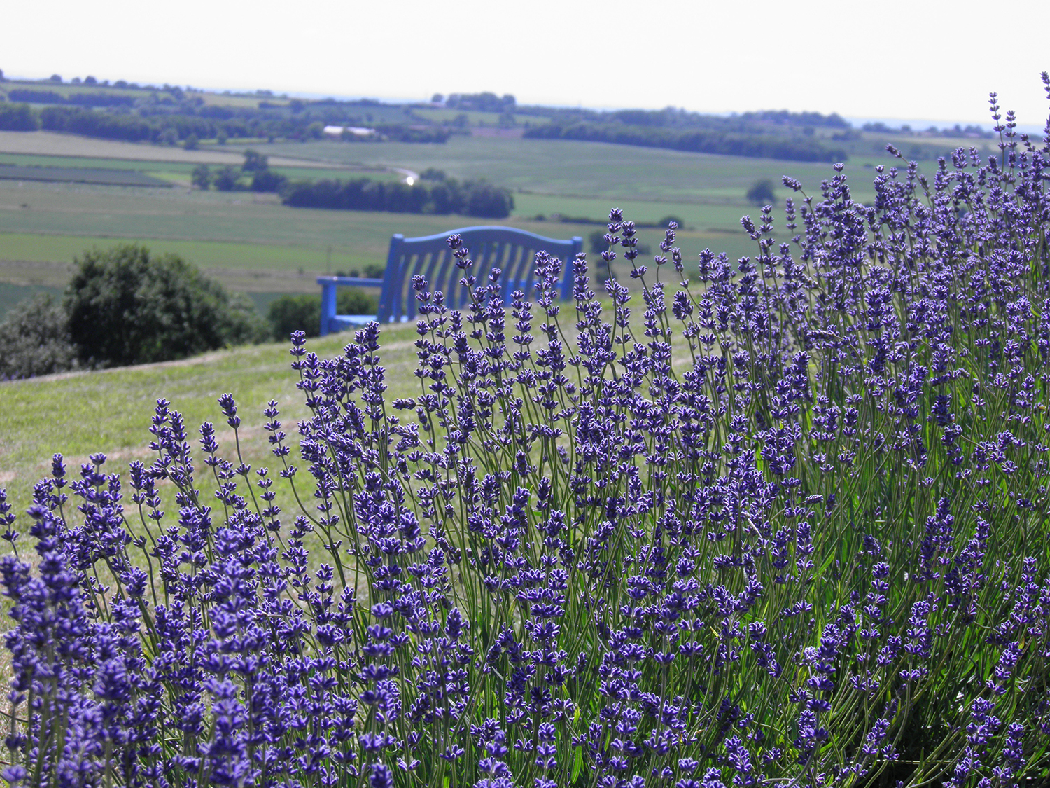 Image name Yorkshire Lavender the 2 image from the post Yorkshire Lavender in Yorkshire.com.
