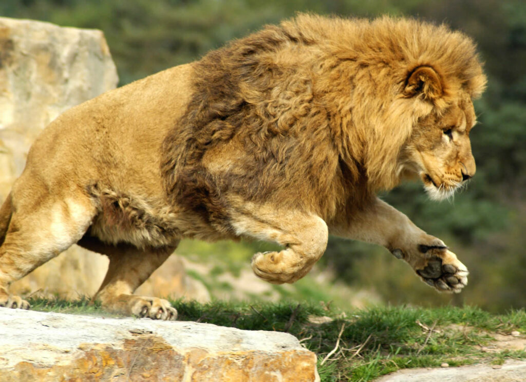 Visit England survey names Cannon Hall & Yorkshire Wildlife Park as most visited attractions in England Post image 6 Image name Yorkshire Wildlife Park 2 the 6 image from the post Visit England survey names Cannon Hall & Yorkshire Wildlife Park as most visited attractions in England in Yorkshire.com.