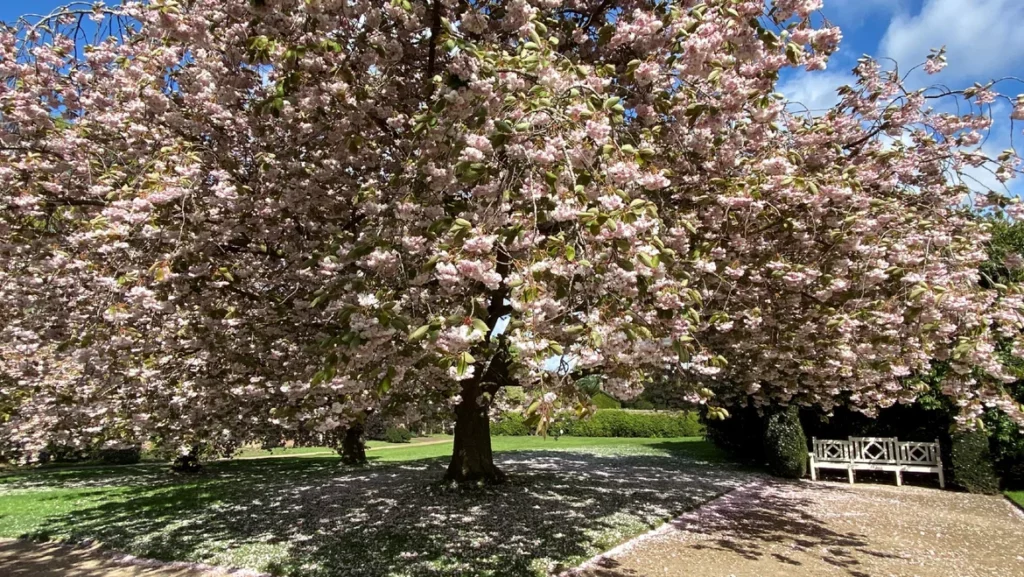 Beningbrough Hall, Gallery & Gardens - Visitor Information & Prices Visitor Attraction image 2 Image name blossom tree beningbrough hall york the 2 image from the post Beningbrough Hall, Gallery & Gardens - Visitor Information & Prices in Yorkshire.com.