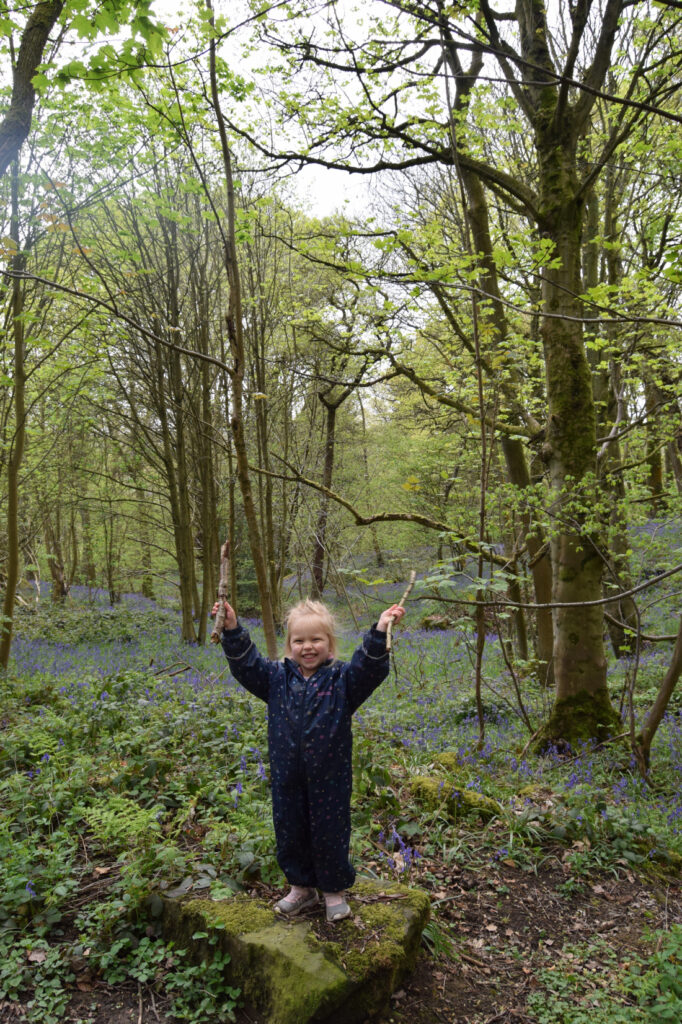 The Bluebells of Ilkley's Middleton Woods Post image 4 Image name bluebell woods the 4 image from the post The Bluebells of Ilkley's Middleton Woods in Yorkshire.com.