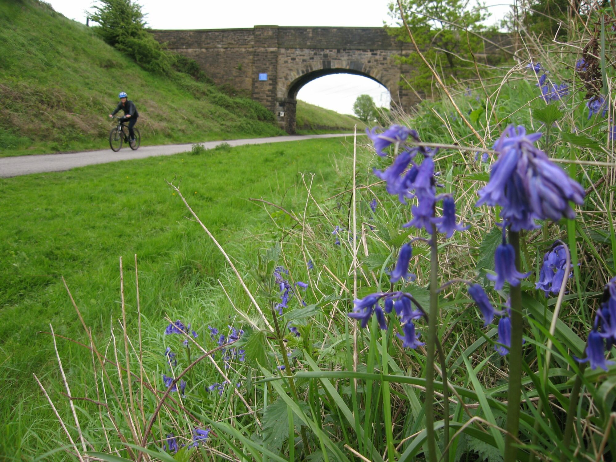 Image name bluebells scaled 1 the 31 image from the post Spen Valley Greenway in Yorkshire.com.