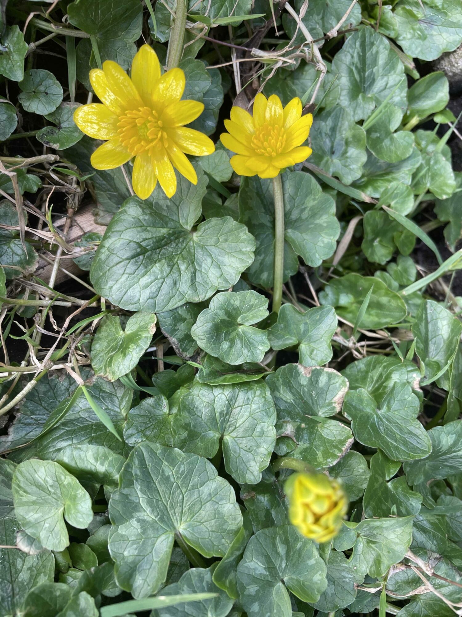 Boost your wellbeing with a 'noticing walk' Post image 5 Image name celandine 1 scaled the 5 image from the post Boost your wellbeing with a 'noticing walk' in Yorkshire.com.