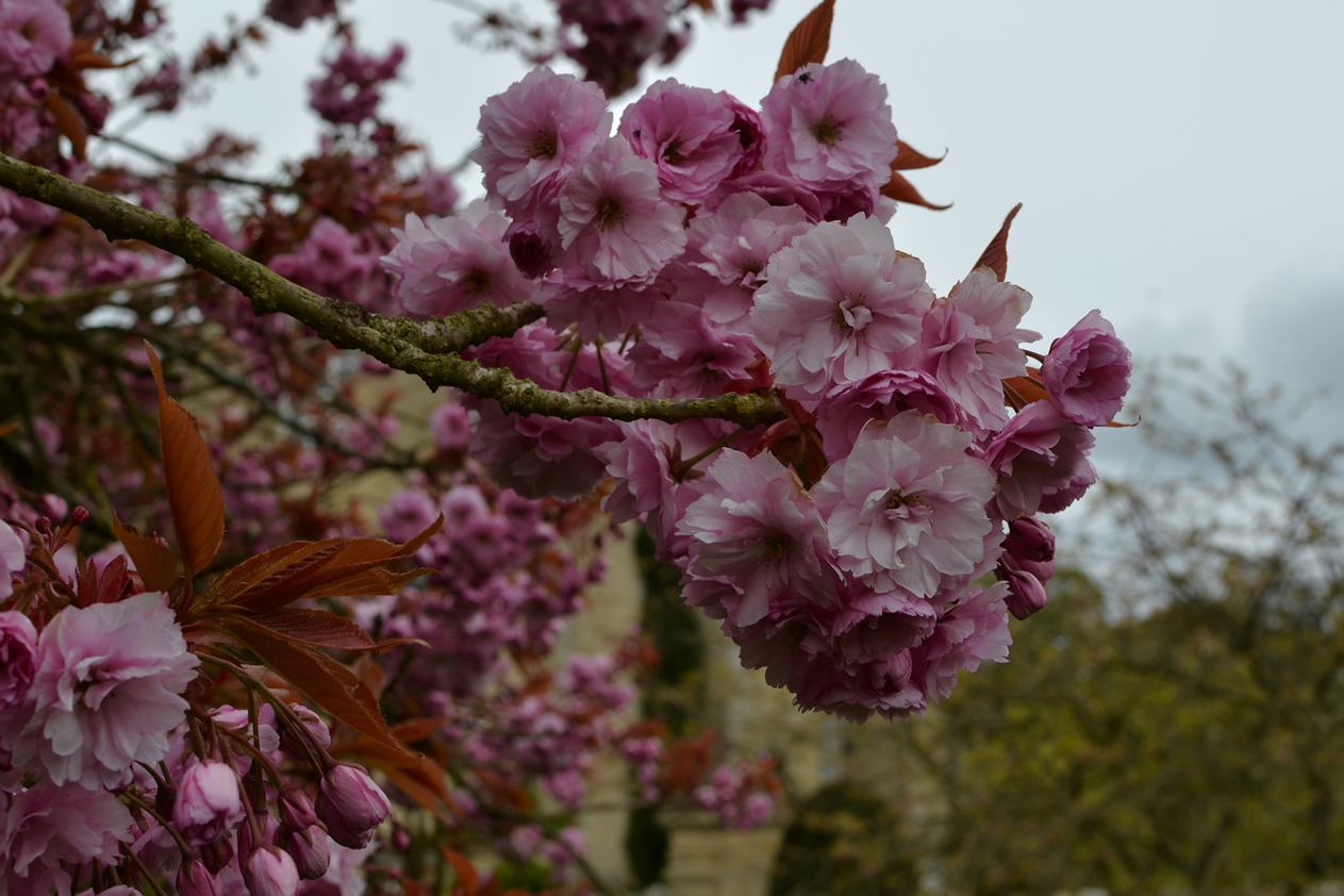 Image name cherry blossoms at nunnington hall the 8 image from the post Darling Buds of May - best places to see blossom in Yorkshire.com.