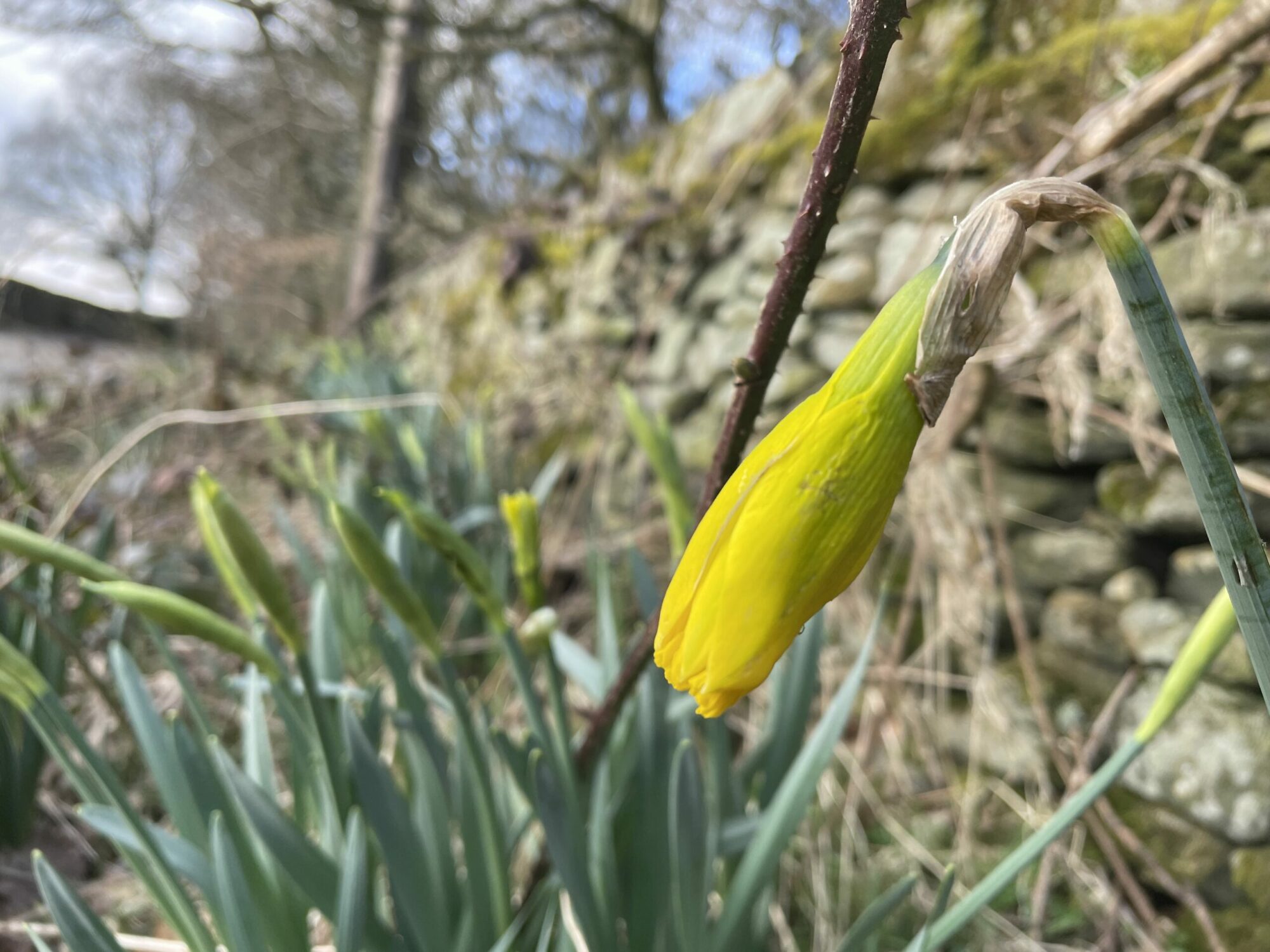 Boost your wellbeing with a 'noticing walk' Post image 6 Image name daff 1 scaled the 6 image from the post Boost your wellbeing with a 'noticing walk' in Yorkshire.com.