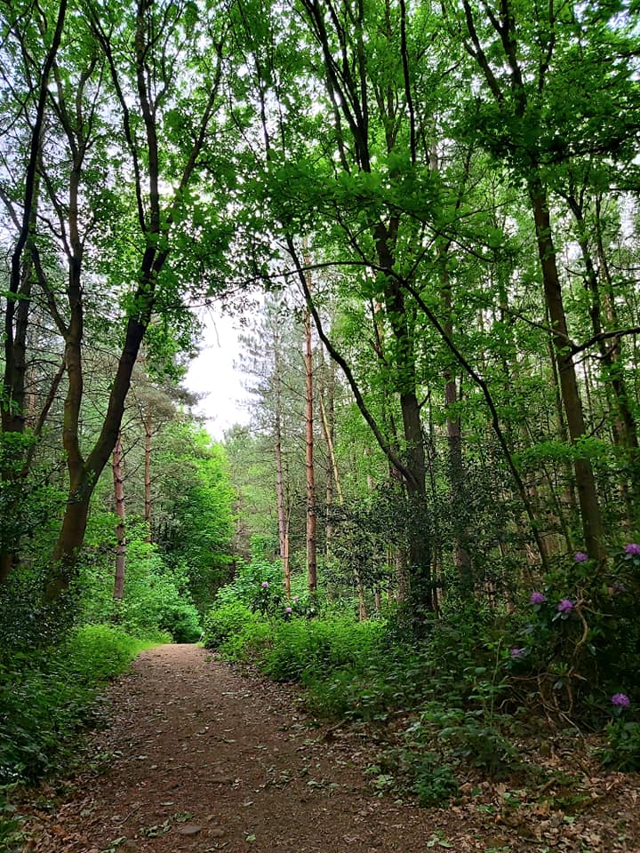 Walk: Deffer Wood, Barnsley Post image 1 Image name deffer wood woodland the 1 image from the post Walk: Deffer Wood, Barnsley in Yorkshire.com.