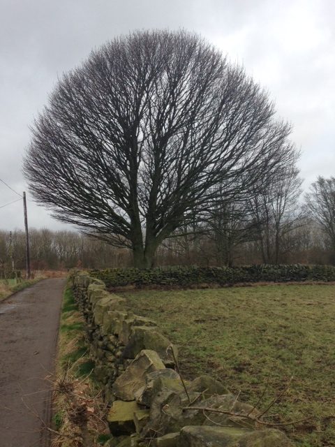 Boost your wellbeing with a 'noticing walk' Post image 1 Image name image rotated 1 the 1 image from the post Boost your wellbeing with a 'noticing walk' in Yorkshire.com.
