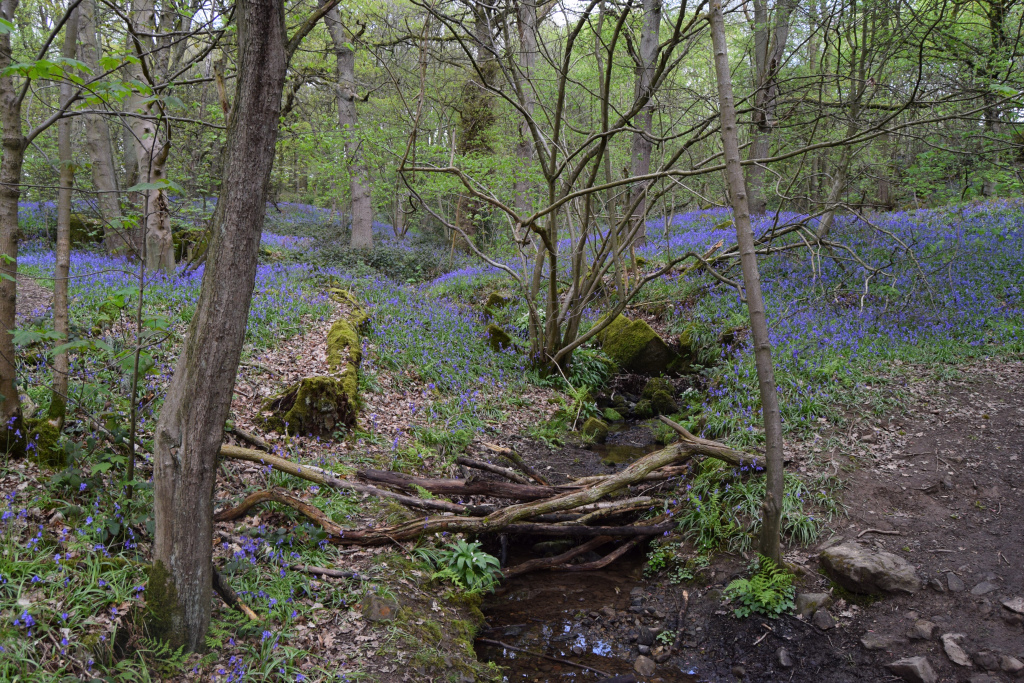 Image name middleton wood bluebells the 31 image from the post The Bluebells of Ilkley's Middleton Woods in Yorkshire.com.