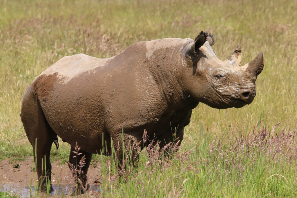 Sunblock like a Yorkshire Rhinoceros Post image 1 Image name najuma rhino in wallowing pool the 1 image from the post Sunblock like a Yorkshire Rhinoceros in Yorkshire.com.