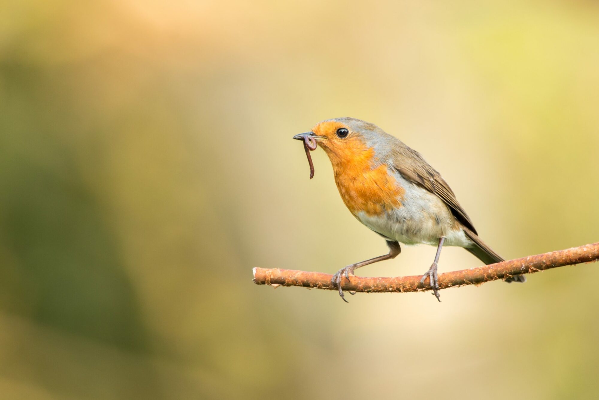 Image name robin Credit Matthew Gould scaled 1 the 29 image from the post Signs of spring in Yorkshire.com.