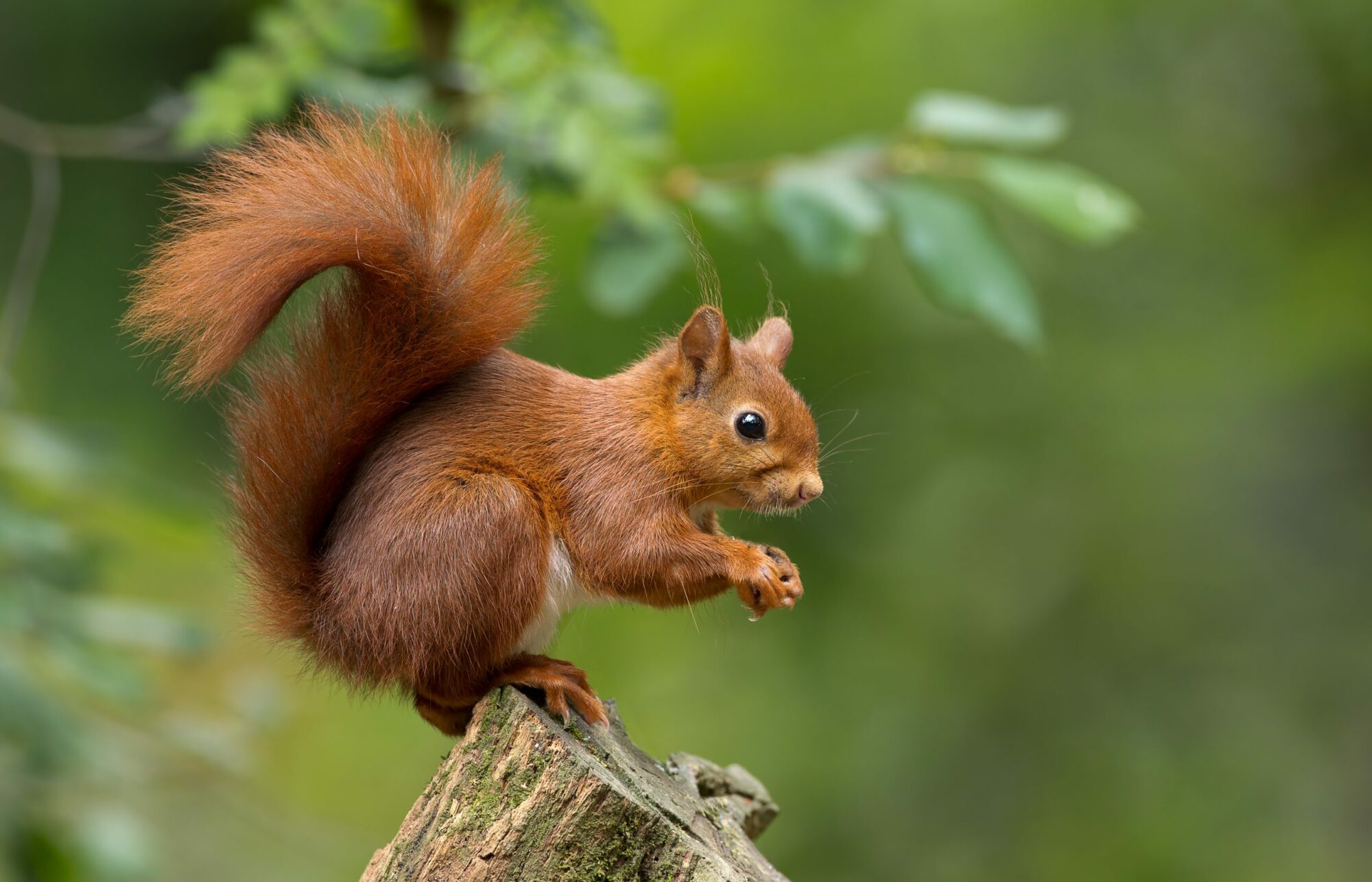 Image name shutterstock 152076950 scaled 1 the 6 image from the post Snaizeholme Red Squirrel Trail in Yorkshire.com.