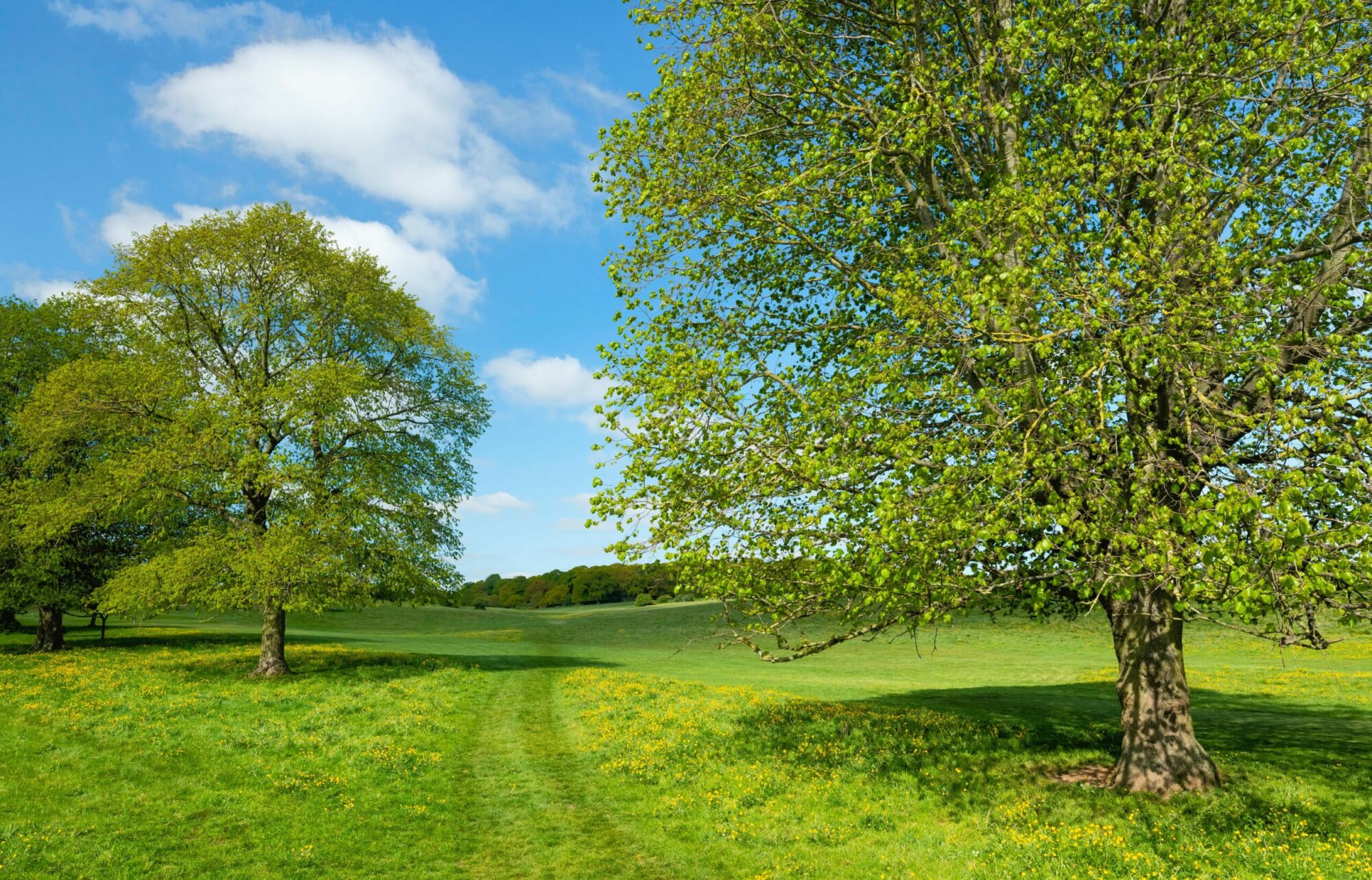 10 dog-friendly Yorkshire walks for foodies Post image 4 Image name shutterstock 1723945573 1 scaled the 4 image from the post 10 dog-friendly Yorkshire walks for foodies in Yorkshire.com.
