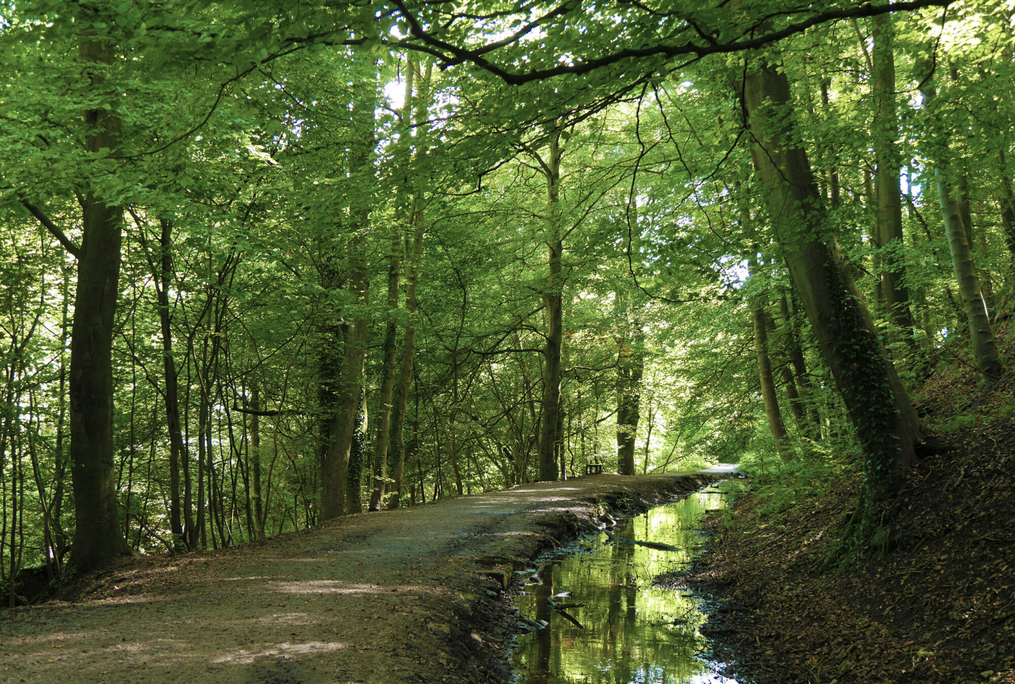 3 Walking Trails through Skipton Woods Post image 1 Image name shutterstock 216669319 scaled the 1 image from the post 3 Walking Trails through Skipton Woods in Yorkshire.com.