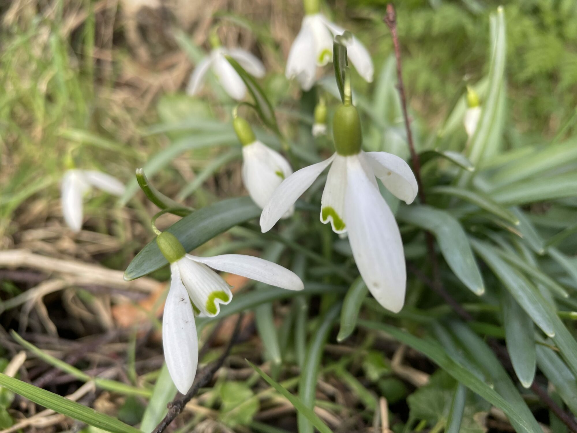 Image name snowdrop scaled 1 the 1 image from the post Weekly Newsletter - Friday 3rd February 2023 in Yorkshire.com.